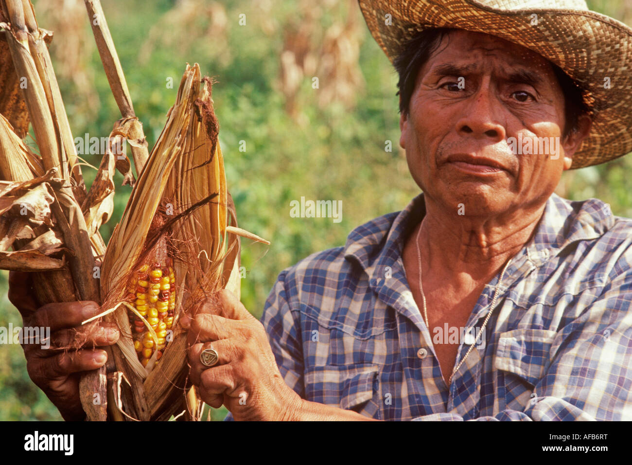 Cueillette d'agriculteurs indiens mayas Leona maïs au Mexique Yucatan Vicaire Banque D'Images