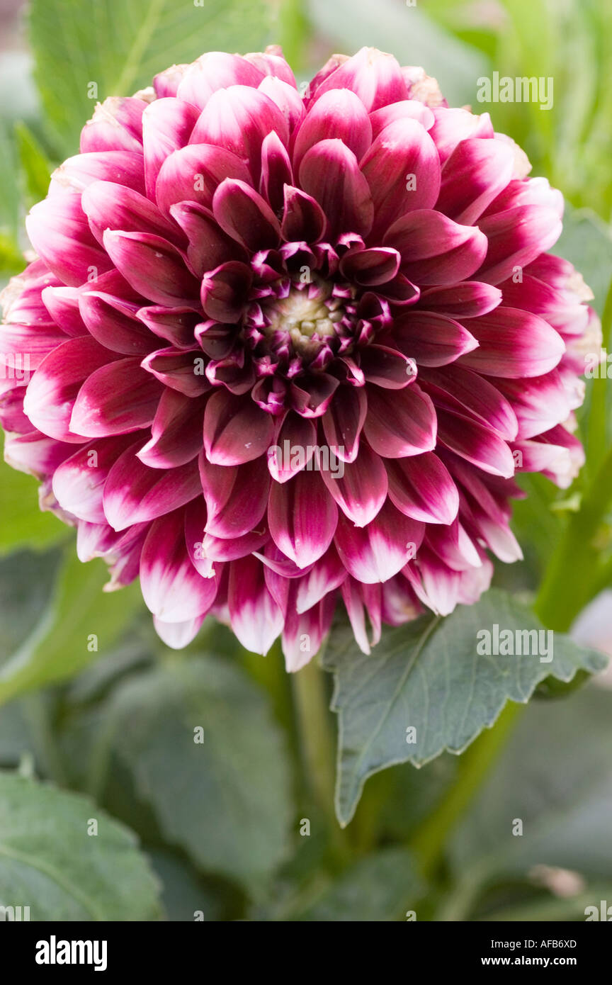 Gros plan de fleurs violet foncé de Dahlia jour mystère Photo Stock - Alamy