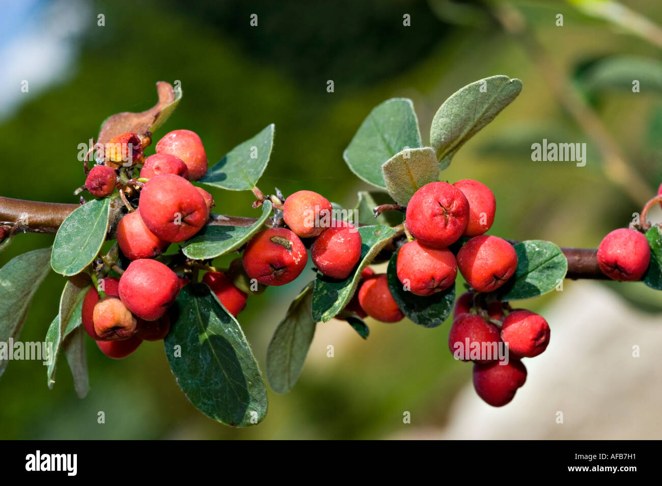 Fruits rouges de Rosaceae cotoneaster Cotoneaster integerrimus Banque D'Images