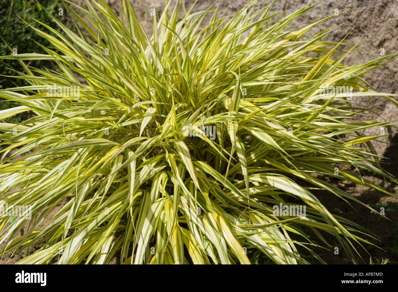 Hakone grass Poaceae Hakonechloa macra Aureola Banque D'Images