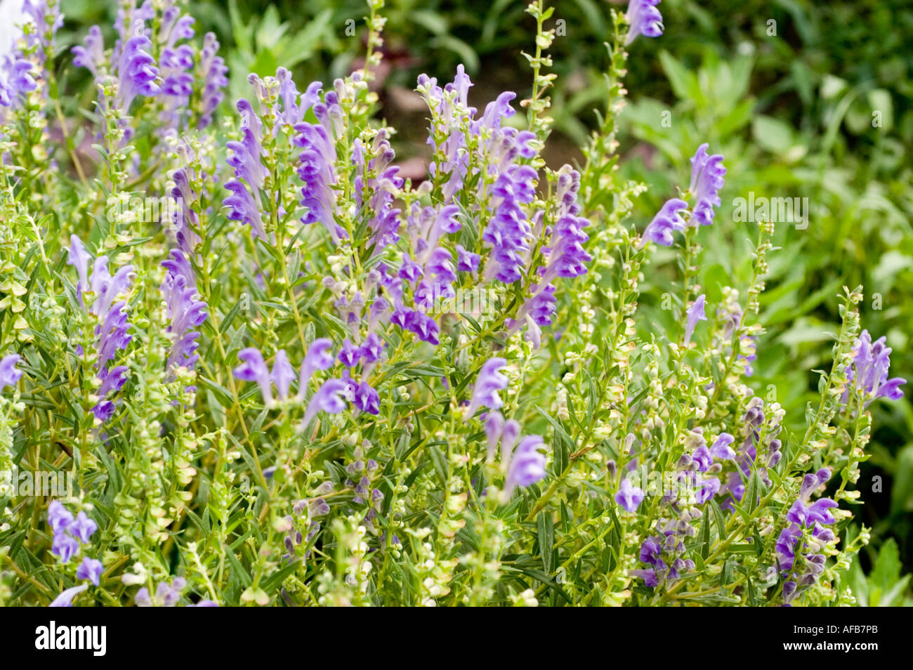 Fleurs violettes de Baikal de plantes médicinales chinoises ou Scultellaria  scutellaire baicalensis Sibérie Chine Mongolie lac Baikal Photo Stock -  Alamy