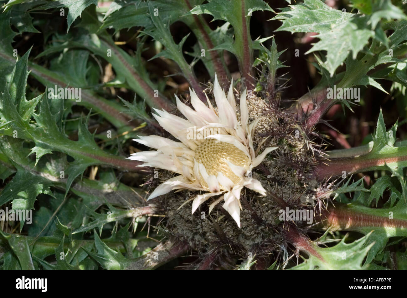 Fleur blanche de chardon de carline sans tige, également connu sous le nom de chardon de carline nain (Carlina acaulis), montrant des feuilles épineuses et un disque central. Banque D'Images
