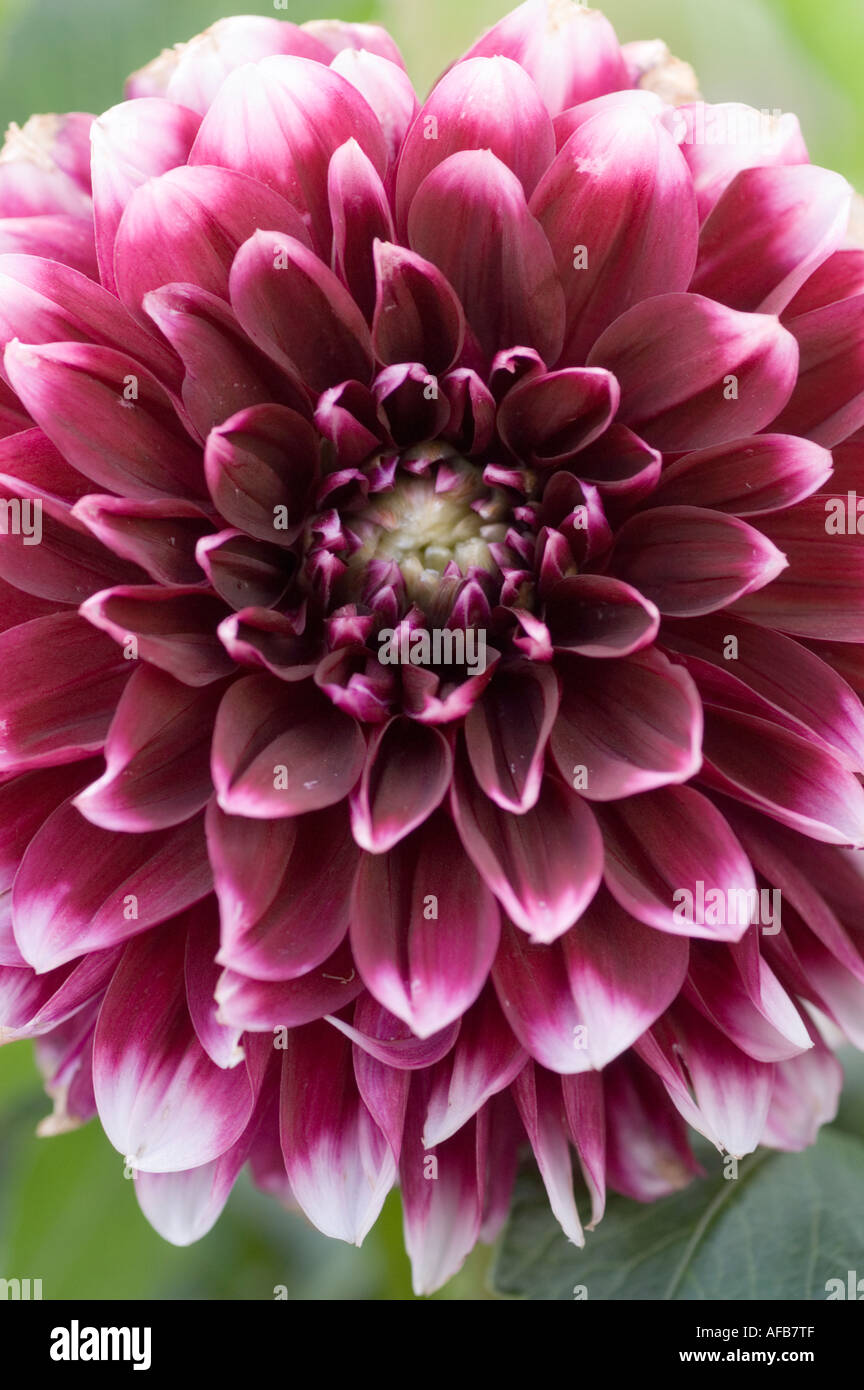 Gros plan d'une fleur violette foncé Dahlia Mystery Day avec des pétales à pointe blanche en pleine floraison. Banque D'Images