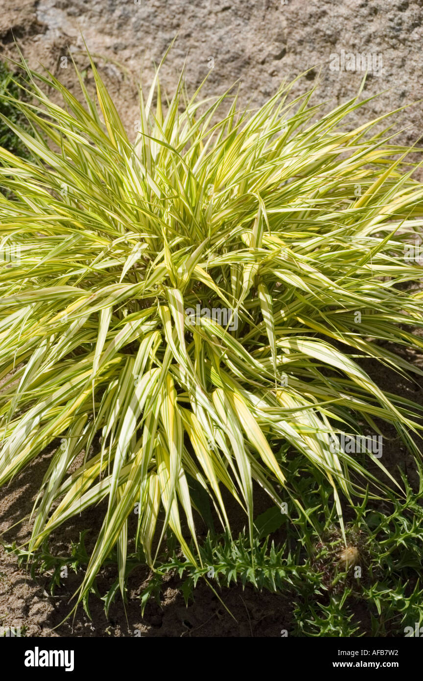 Hakone grass Poaceae Hakonechloa macra Aureola Banque D'Images