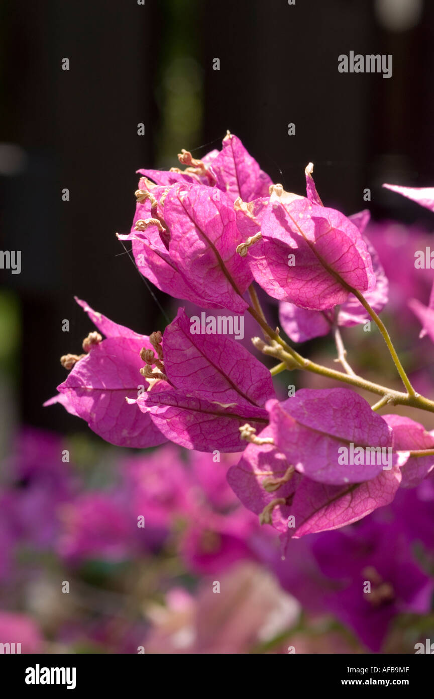 Fleurs violettes vibrantes de Bougainvillea ou fleurs de papier Nyctaginaceae bougainvillea glabra fleurissant sur une branche. Banque D'Images