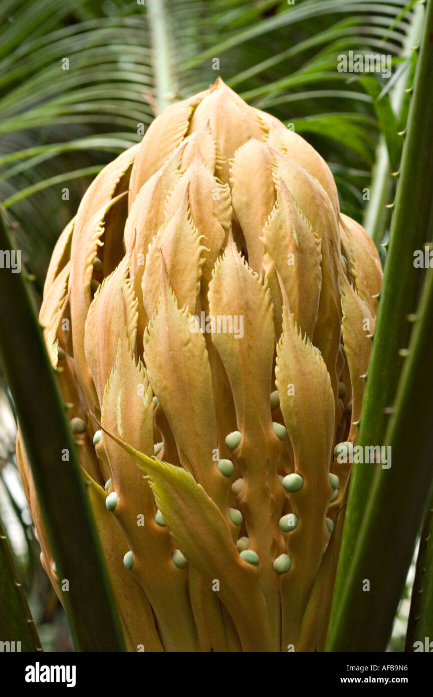 Reine Baquois Cycadaceae Cycas Circinalis Sri Lanka Philipina Malaisie Photo Stock Alamy