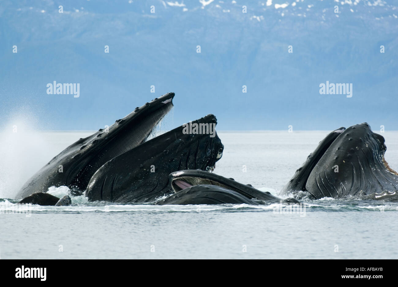 Les baleines à bosse (Megaptera novaeangliae) Alimentation Coopérative sur le hareng en utilisant 'bubble-net' ALASKA Banque D'Images