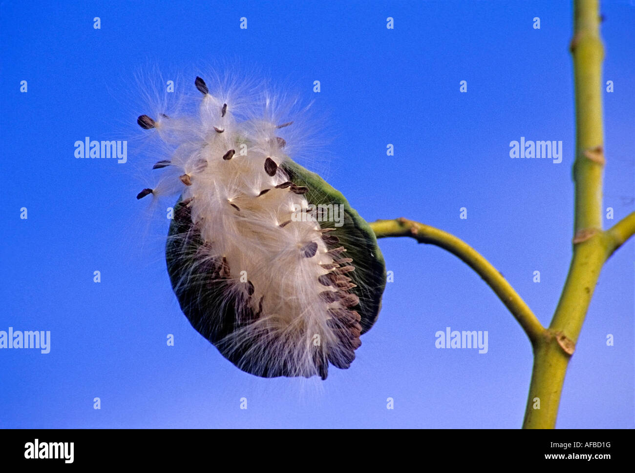 dispersion des graines Banque D'Images