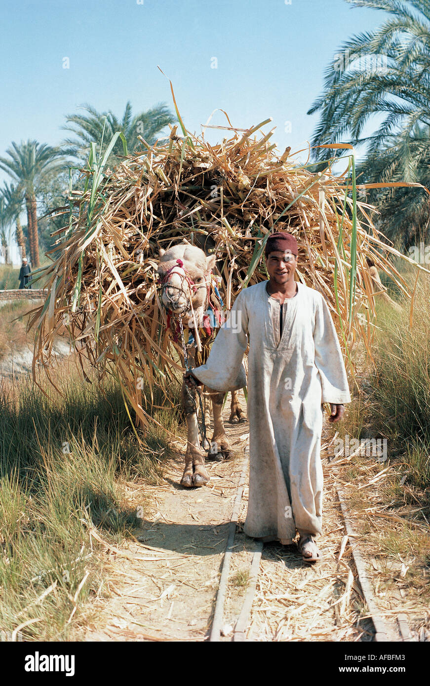 Un paysan égyptien ou FELLAH avec son chameau la récolte de la canne à