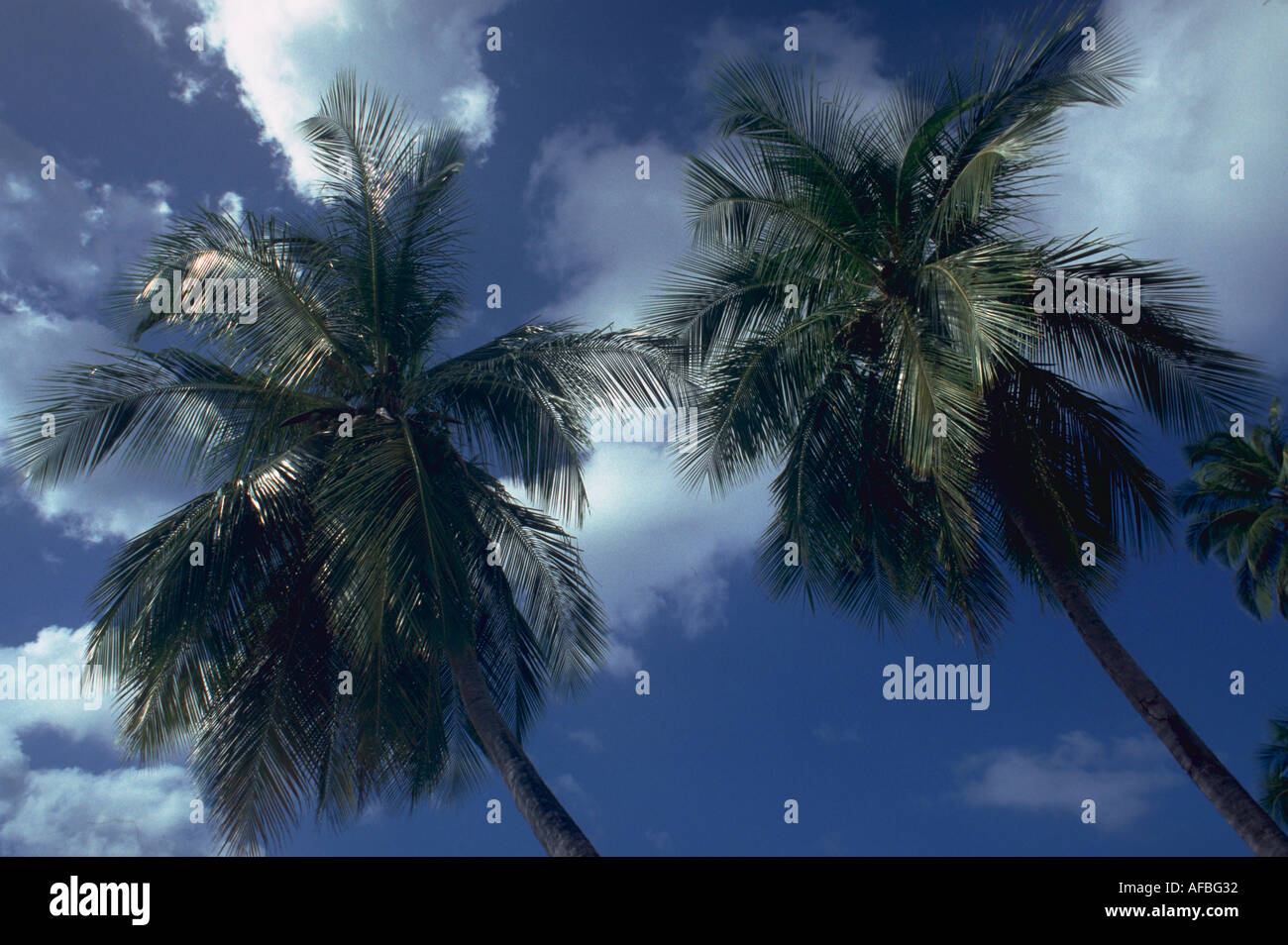 Deux palmiers sur fond de ciel bleu et nuages en Tortola Iles Vierges britanniques. Banque D'Images