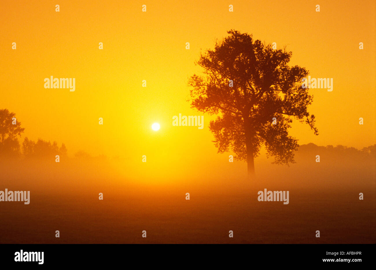 Tôt le matin brumeux de l'image Arbre de chêne unique sur le terrain avec le lever de soleil à travers la brume jaune Banque D'Images