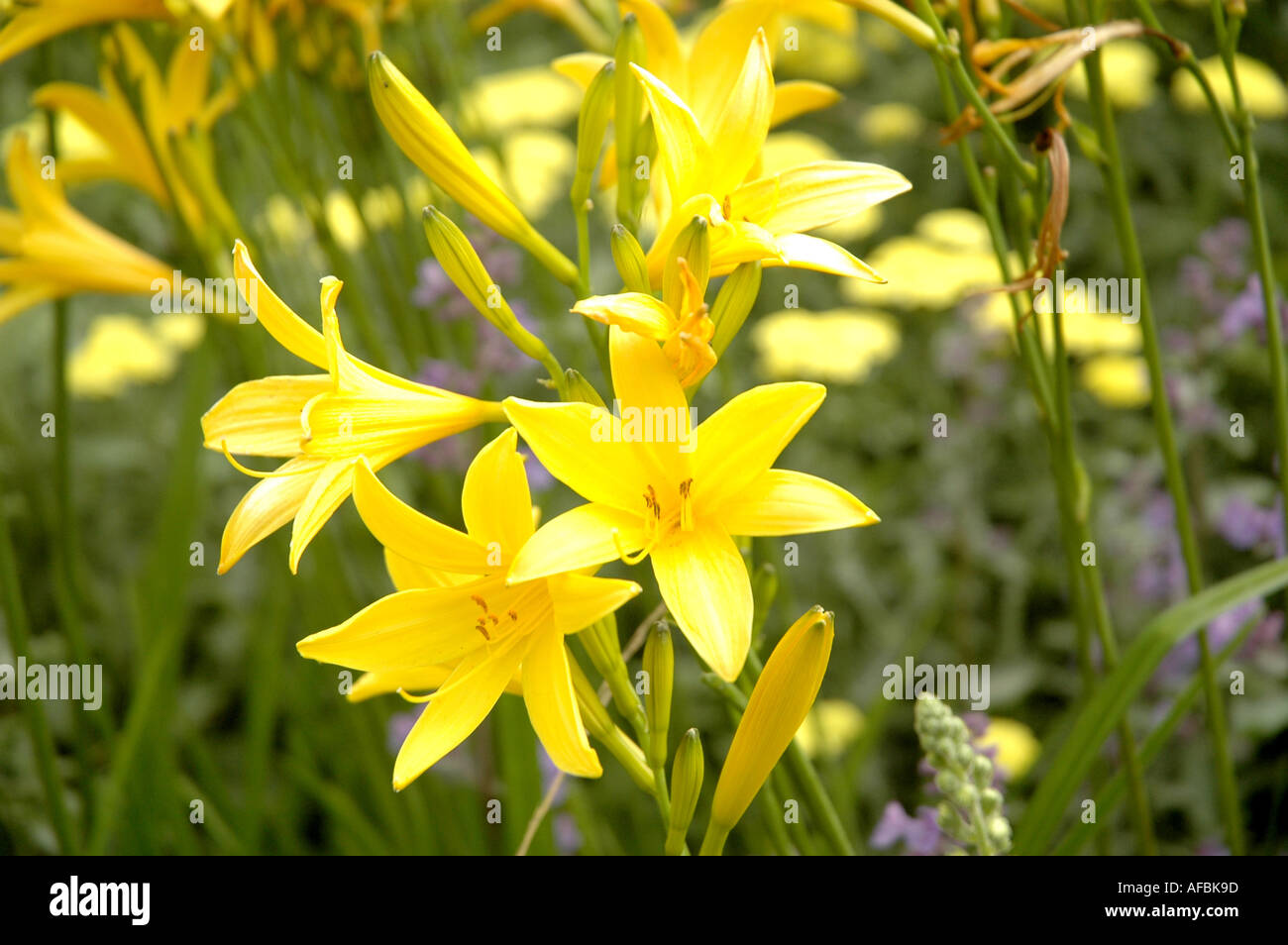 Cette photo a été prise au cours de Chelsea Flower Show à Londres Banque D'Images