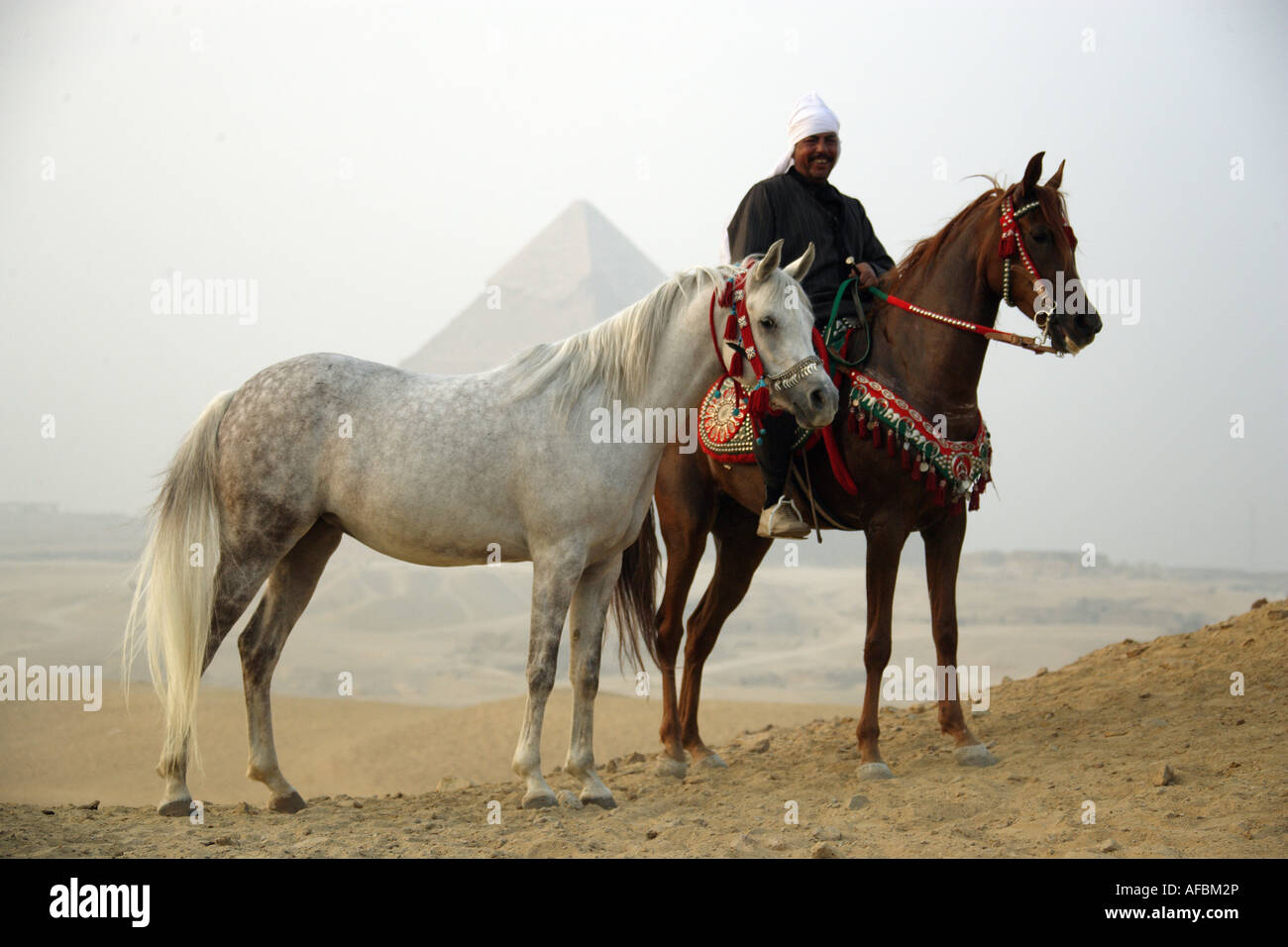 Deux chevaux arabes et le cavalier Banque D'Images