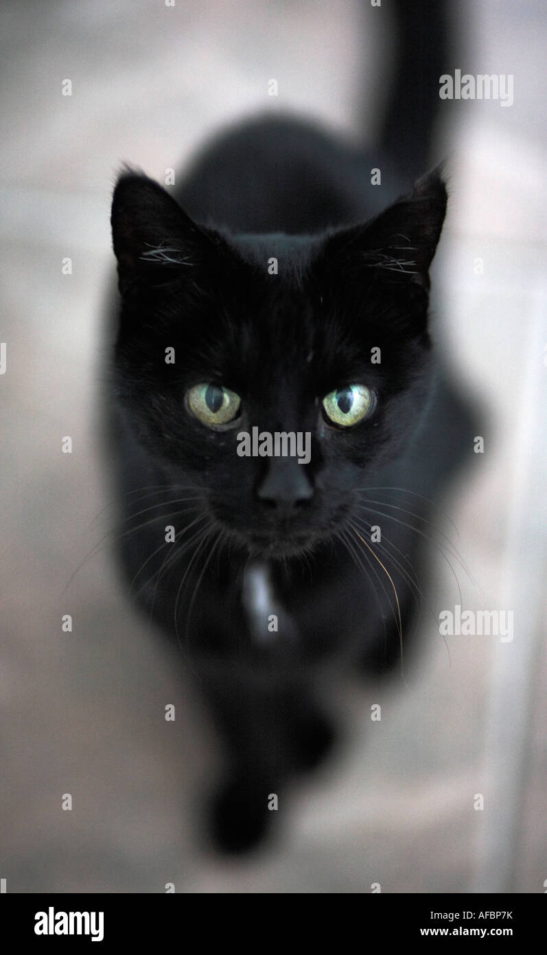 Un chat noir assis et à la recherche jusqu'à l'appareil photo Banque D'Images