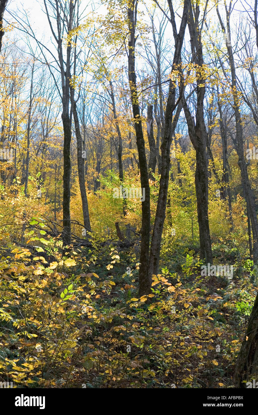 La fin de l'automne apporte de belles couleurs des feuilles de cette forêt de l'Est du Canada. Banque D'Images