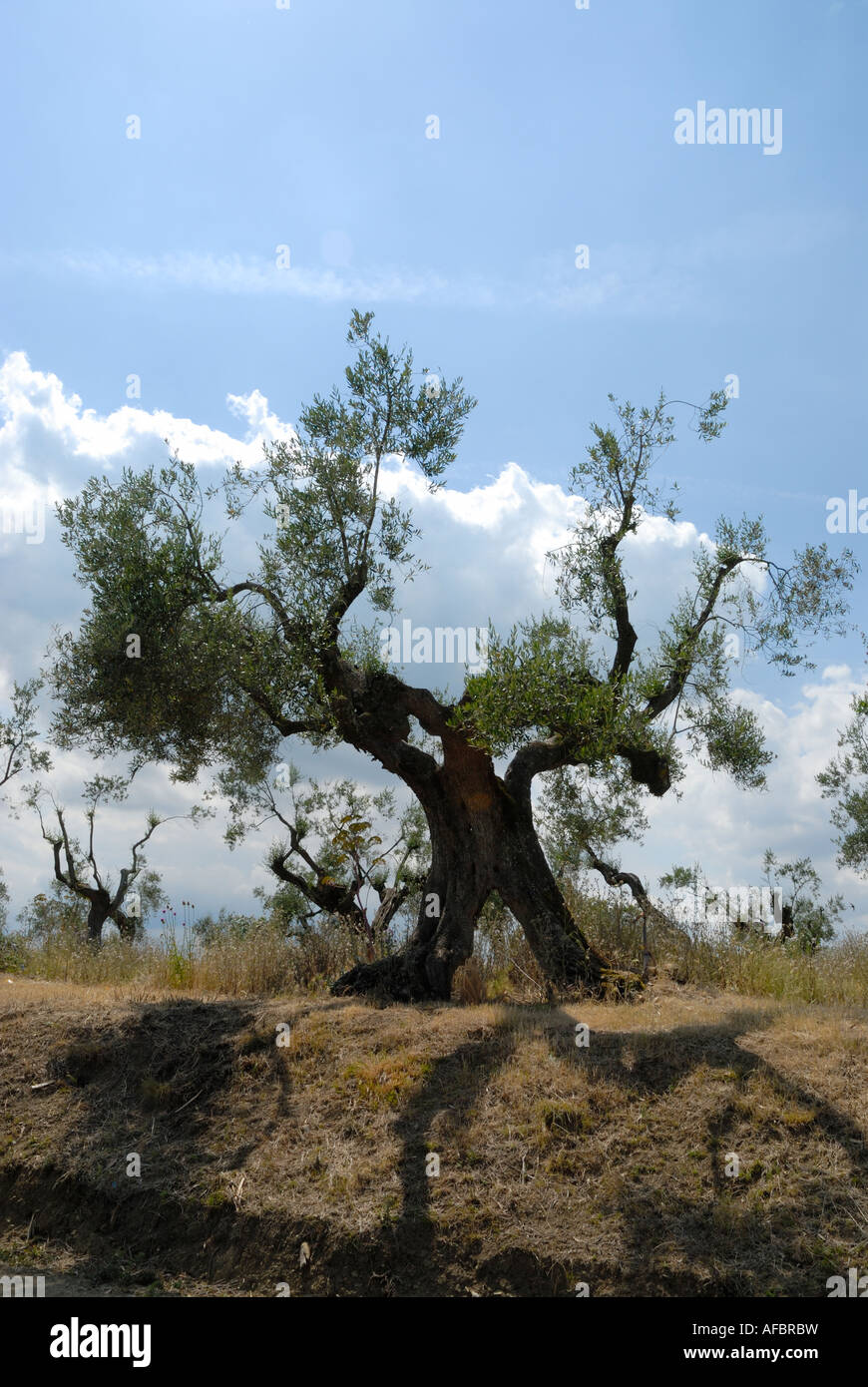 Isola Maggiore est la deuxième plus grande île sur le lac Trasimène, en Ombrie, Italie. Certains des oliviers sur l'île sont des centaines d'années. Banque D'Images