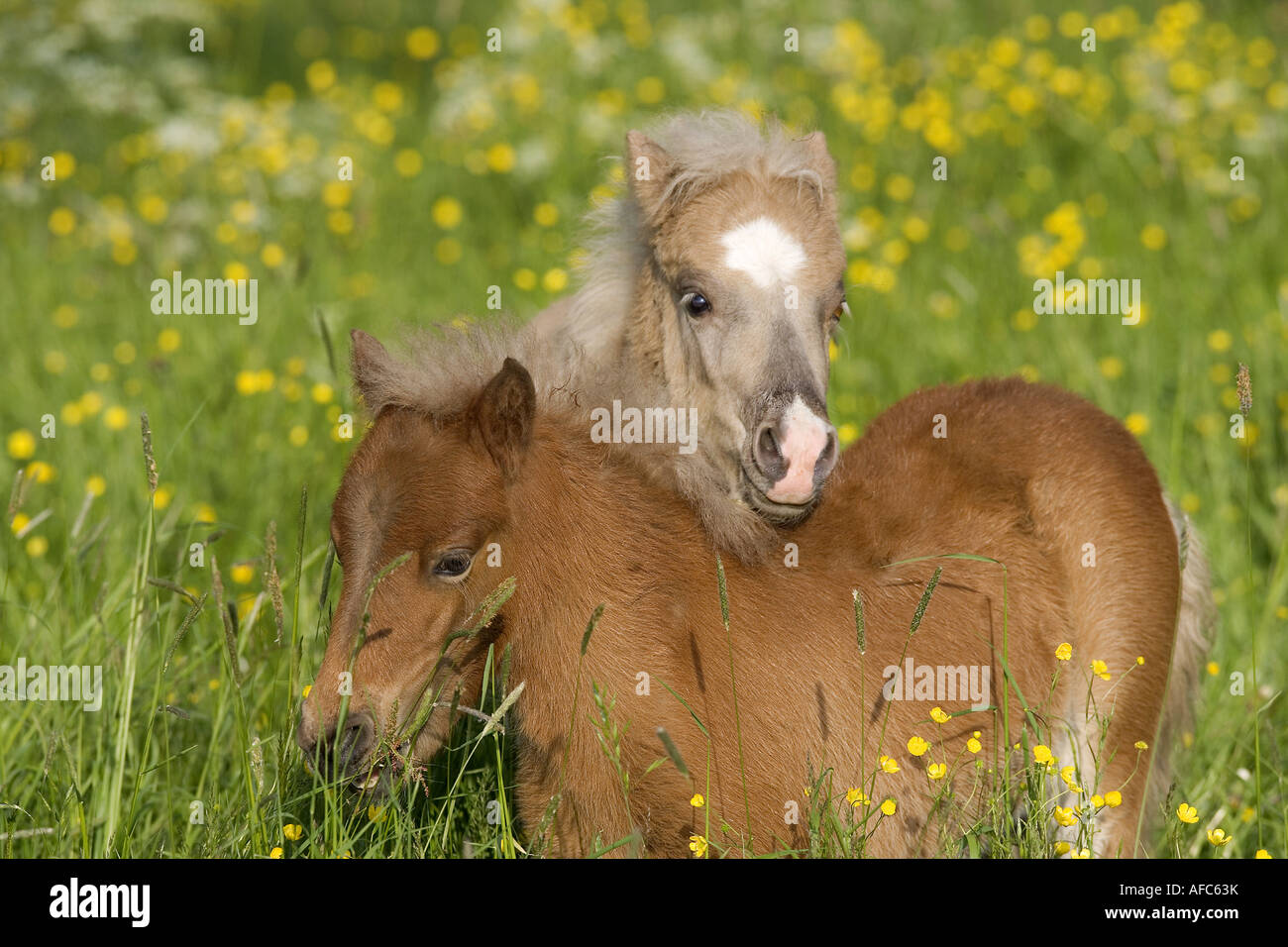 Deux classique poney poulains on meadow Banque D'Images
