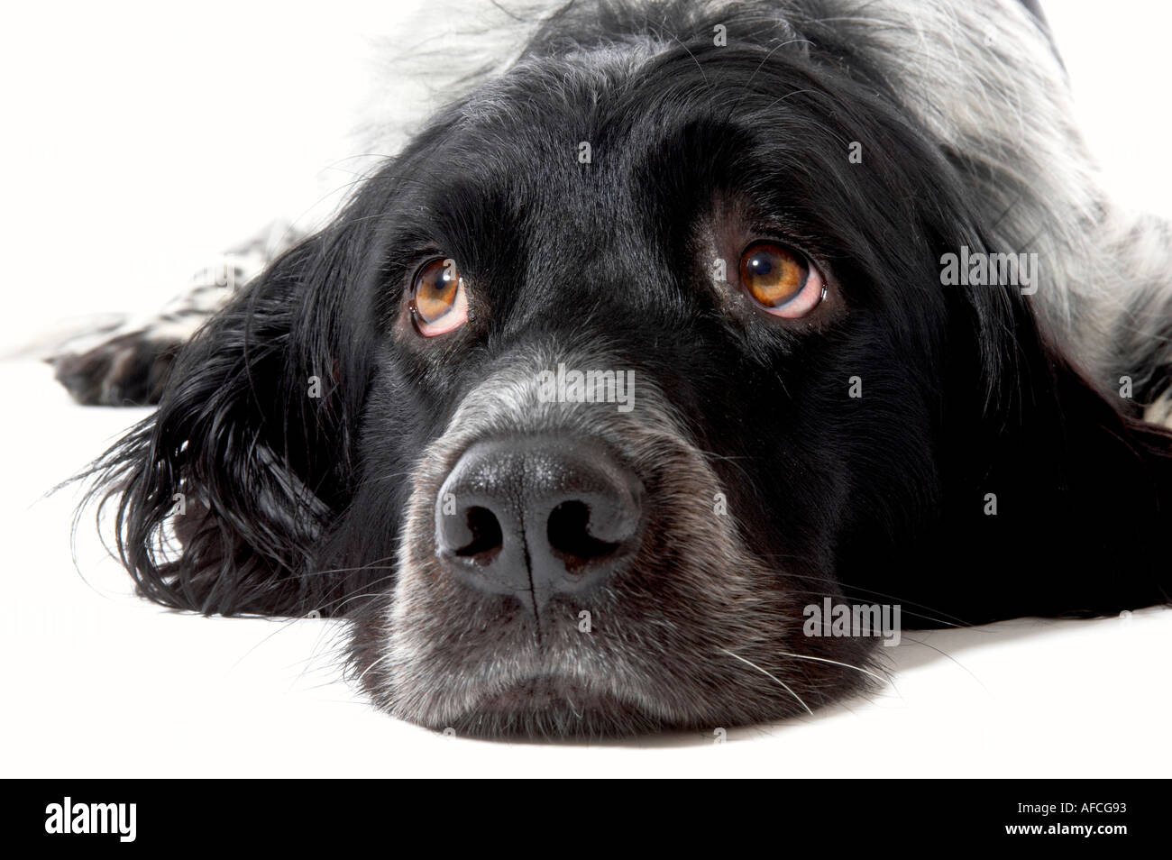 Chien Epagneul Géant Noir Et Blanc Couché Sur Fond Blanc