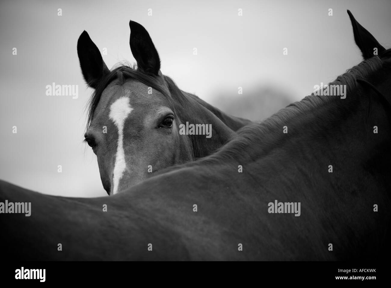 Portrait de deux chevaux en noir et blanc Banque D'Images