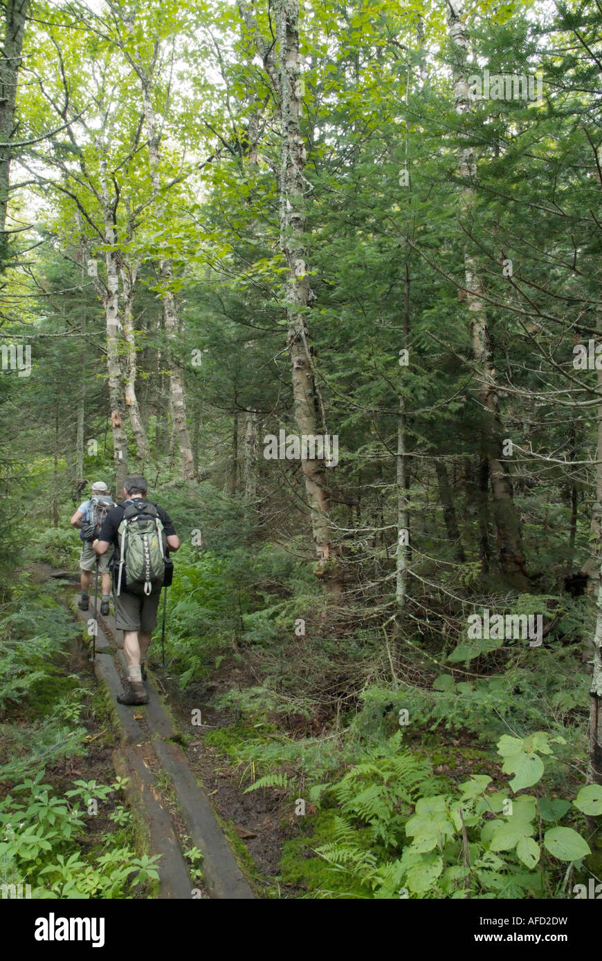Sentier des Appalaches-- les randonneurs vers le sud sur la piste de Crête Kinsman dans les Montagnes Blanches du New Hampshire USA Banque D'Images