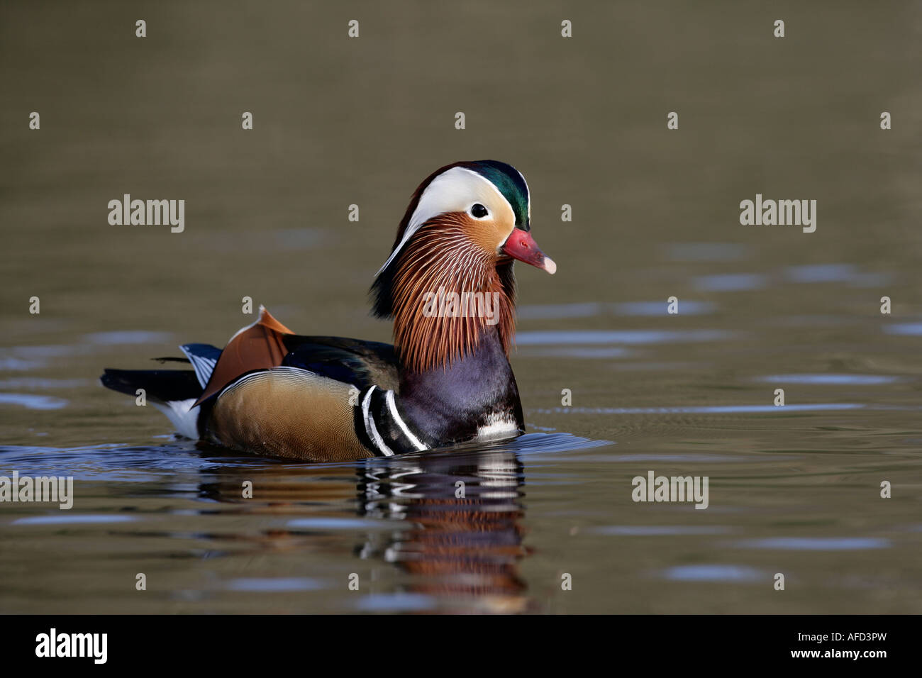 Canard Mandarin Aix galericulata Hampshire Banque D'Images