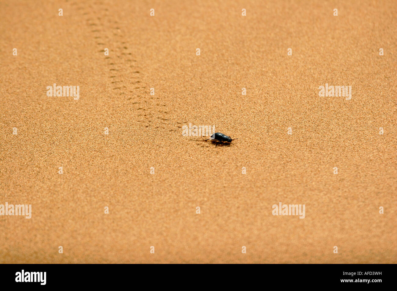 Beetle marche sur le sable dans le désert de Tengger Ningxia Chine Août 2007 Banque D'Images