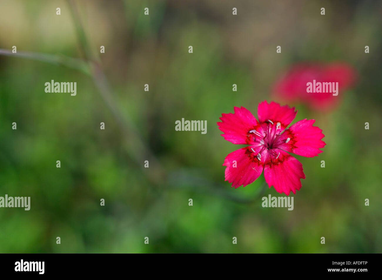 Close up of Semi de fleurs dianthus solitaire hors focus verdure derrière le Perthshire Scotland UK Banque D'Images