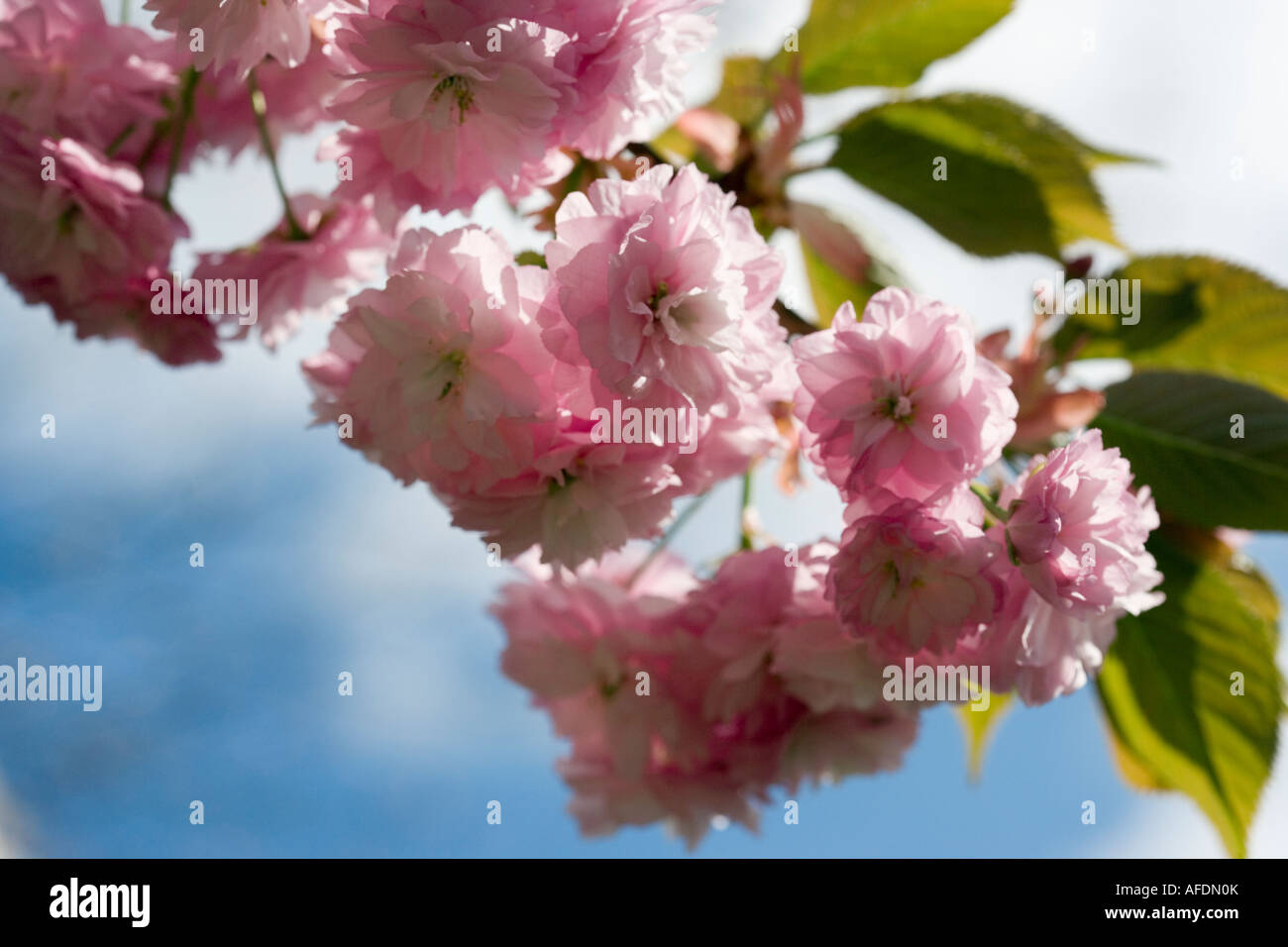 Fleur de cerisier sur une branche tourné au printemps Banque D'Images
