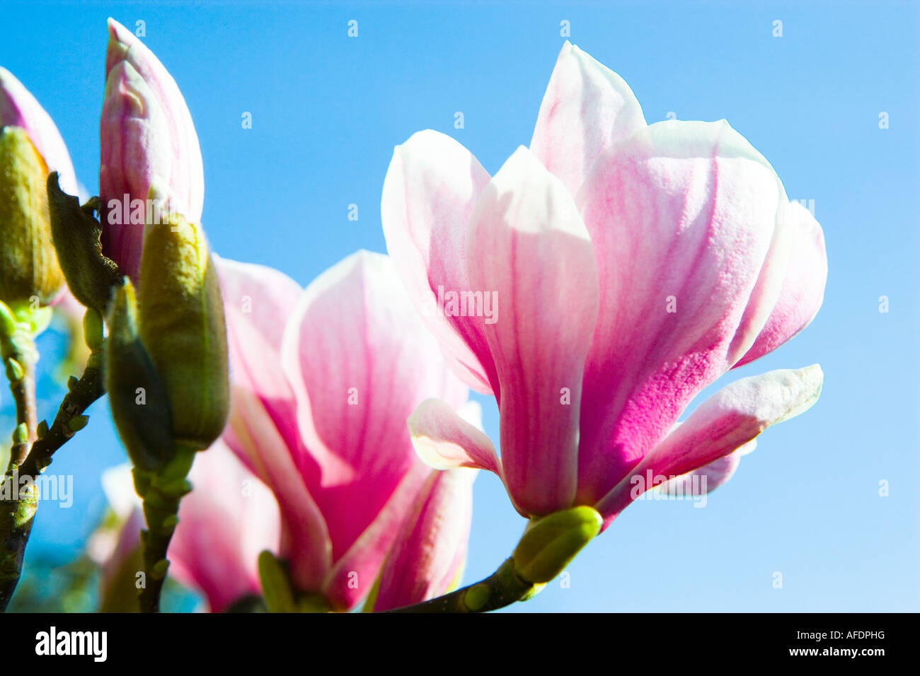 Gros plan d'une fleur de Magnolia avec un fond de ciel Banque D'Images