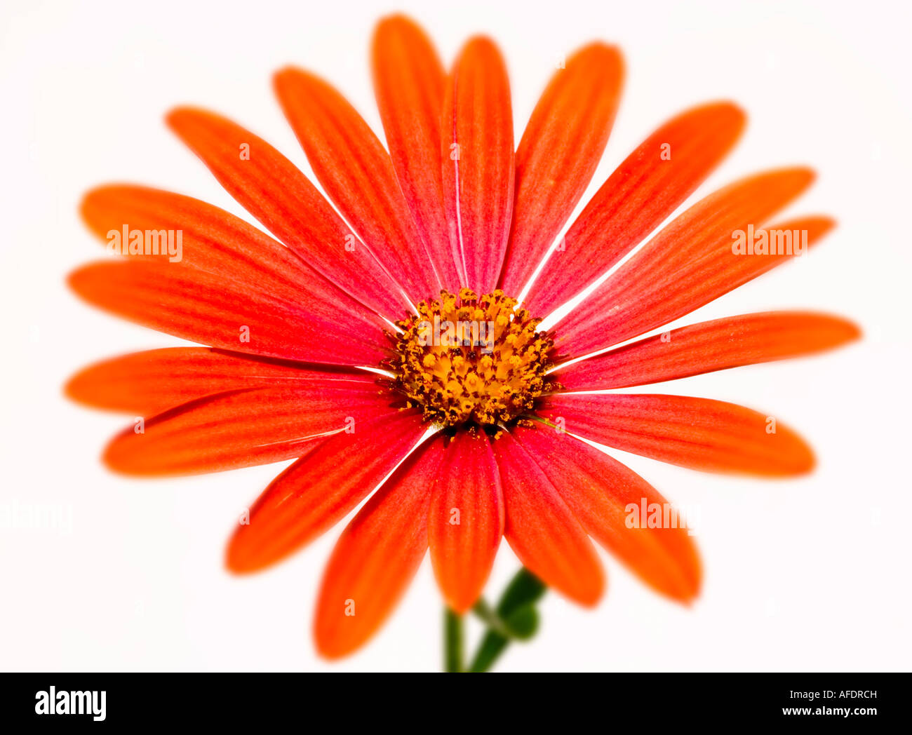 Ostéospermum daisy orange fond blanc Banque D'Images