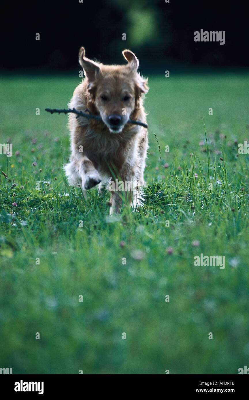 Chien apporte stick retour, les animaux Banque D'Images