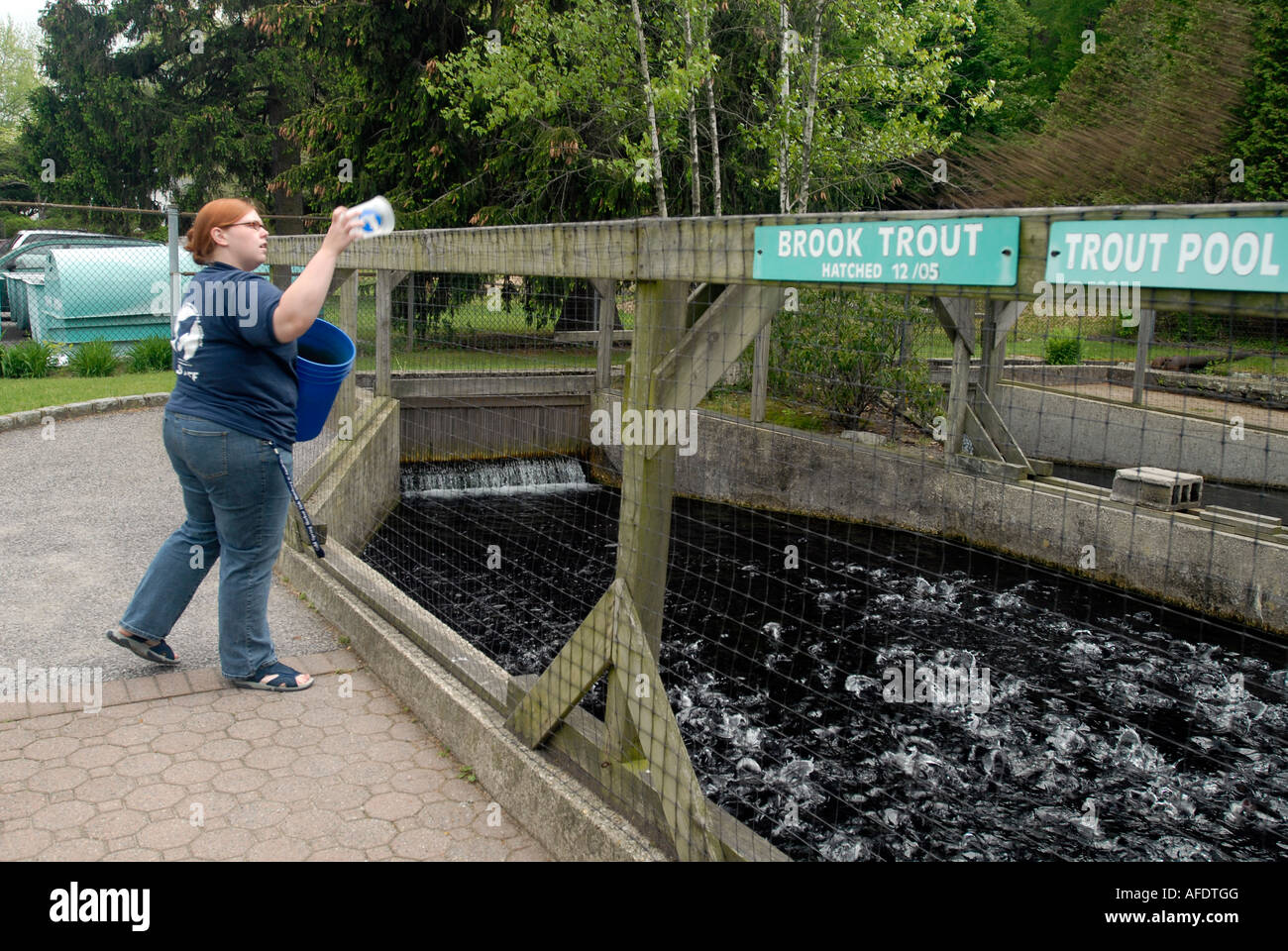 Cold Spring Harbor Fish Hatchery sur Long Island de la truite sont