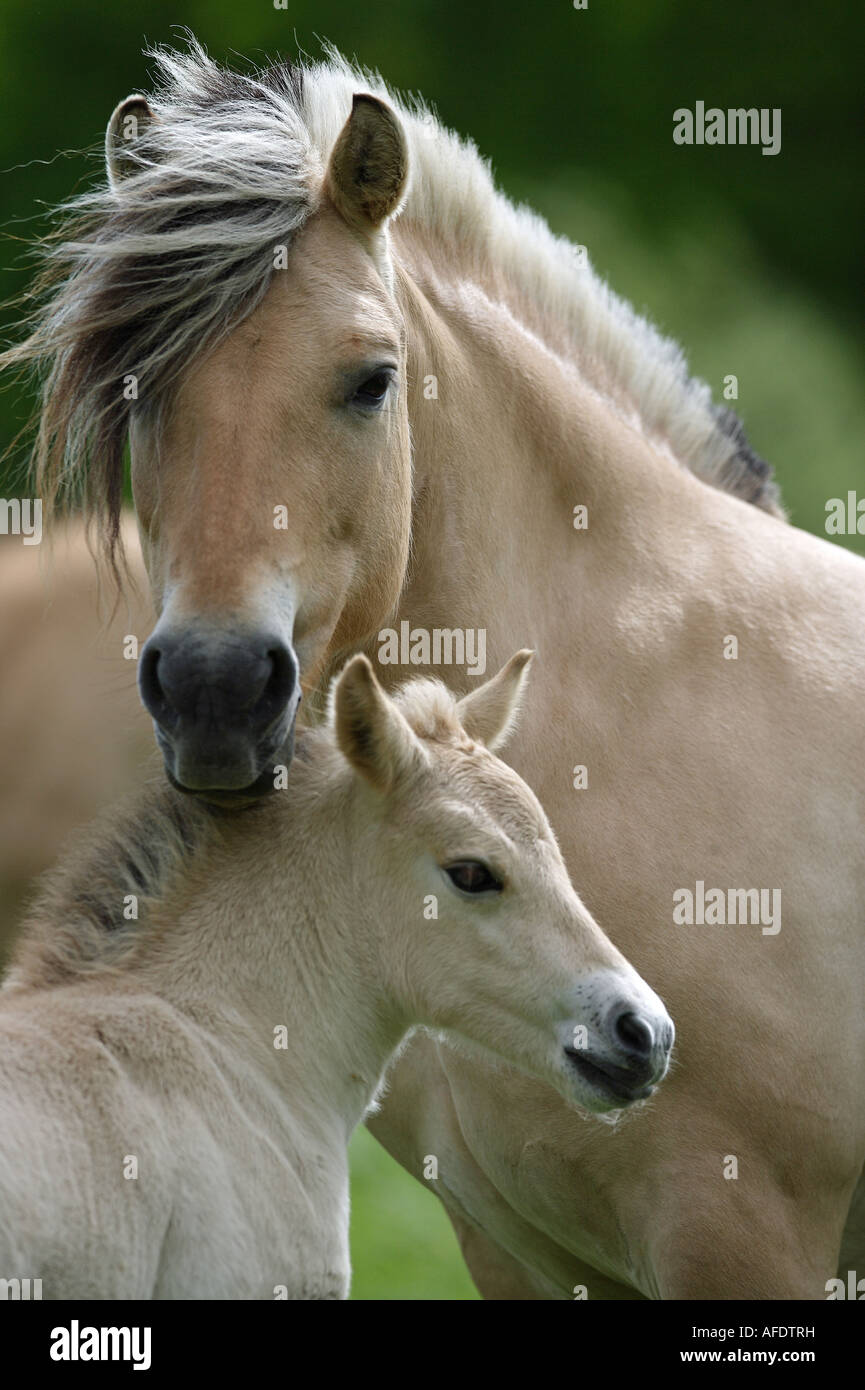 Norwegian Fjord Horse - mare avec poulain Banque D'Images