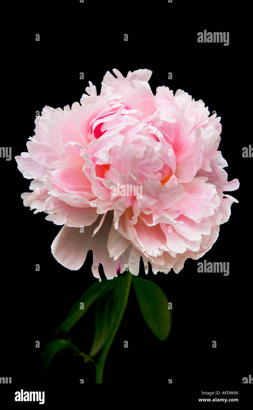 Pivoine rose pâle tourné sur un fond noir Banque D'Images