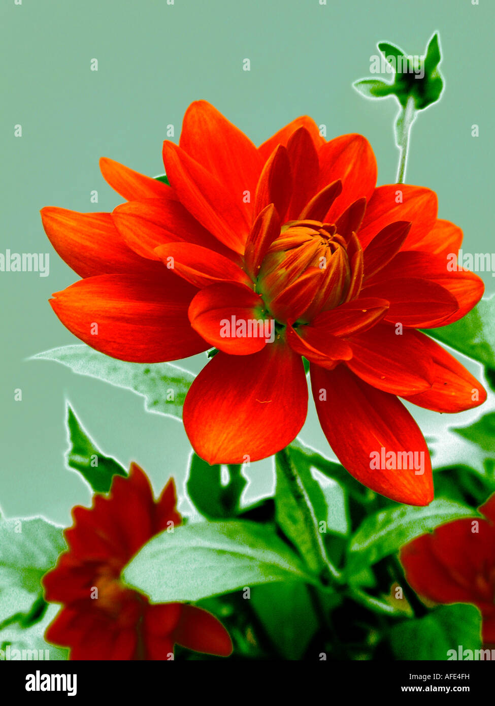 Photo/illustration d'un rouge Dahlia fleur contre un fond vert vif. Banque D'Images