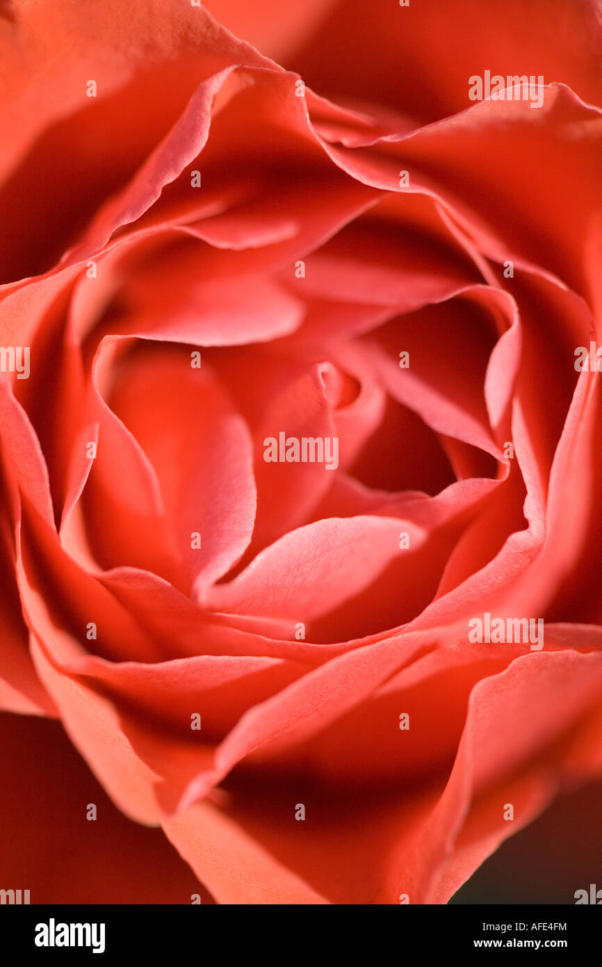 Portrait d'une rose orange Banque D'Images
