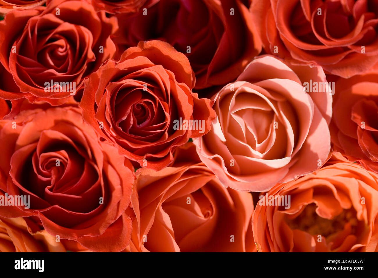 Bouquet de roses orange close up Banque D'Images