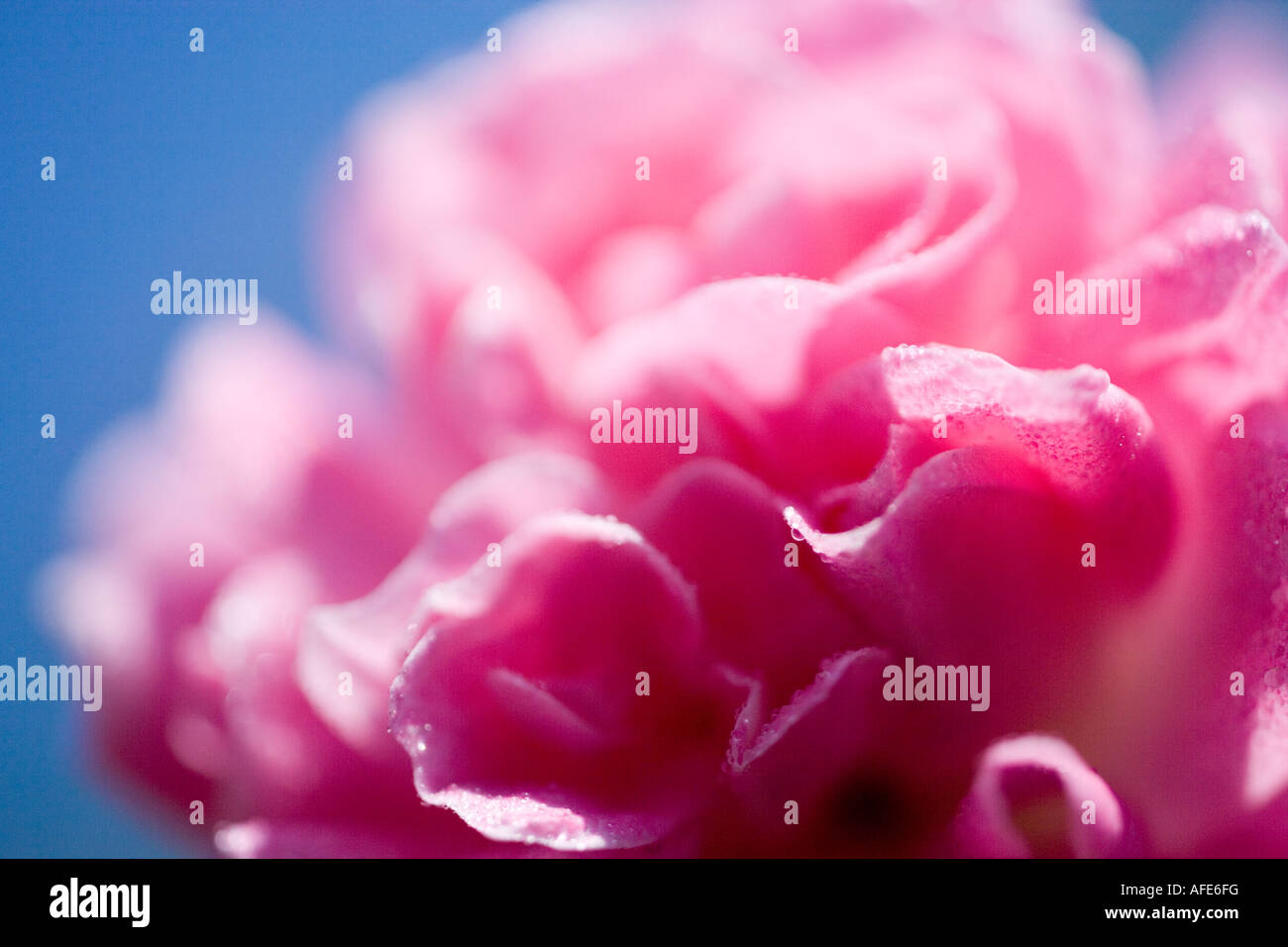 Gros plan d'un rosier grimpant rose en Juin Banque D'Images