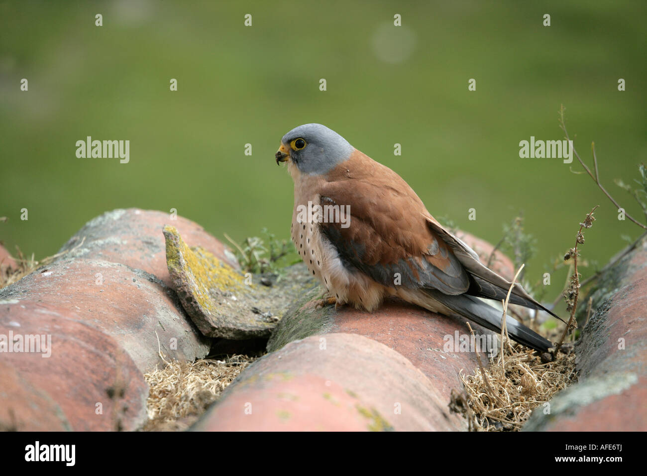 Faucon crécerellette Falco naumanni homme Espagne Banque D'Images