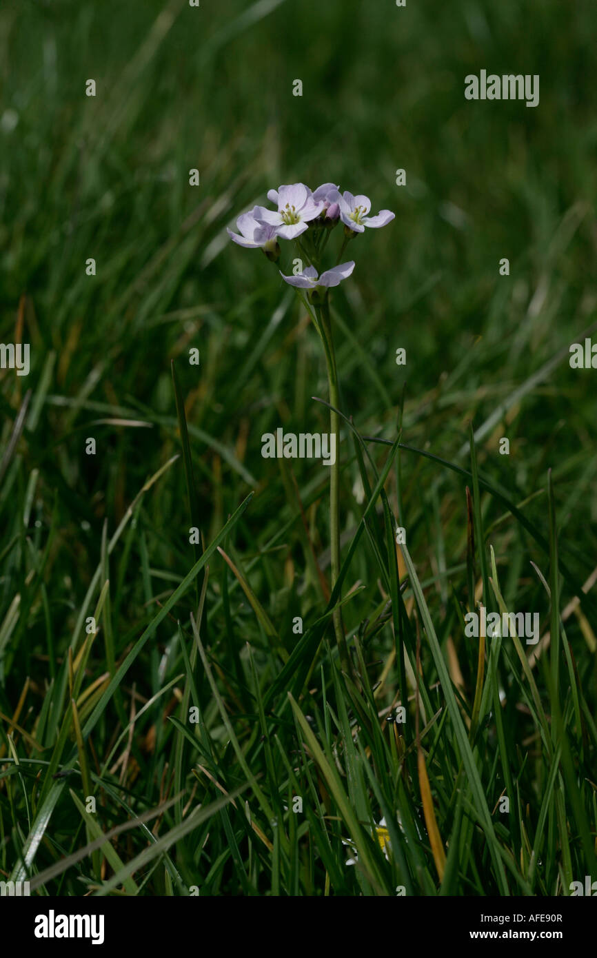 Ladys smock Cardamine pratensis Dorset Banque D'Images