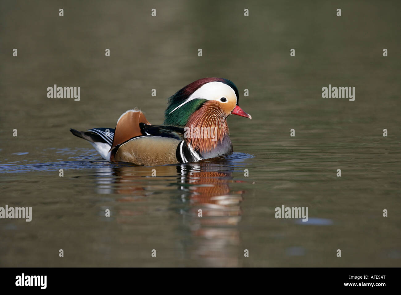 Canard Mandarin Aix galericulata Hampshire Banque D'Images