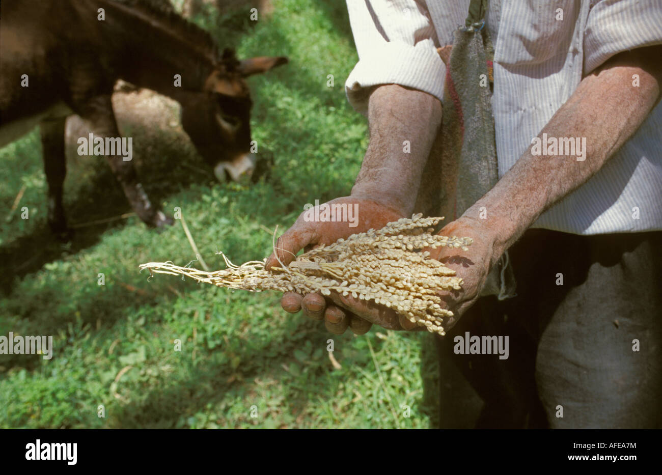 Tunisie Tozeur, désert du Sahara, Man holding masculin graines de palmier pour fertiliser les arbres femelles Banque D'Images