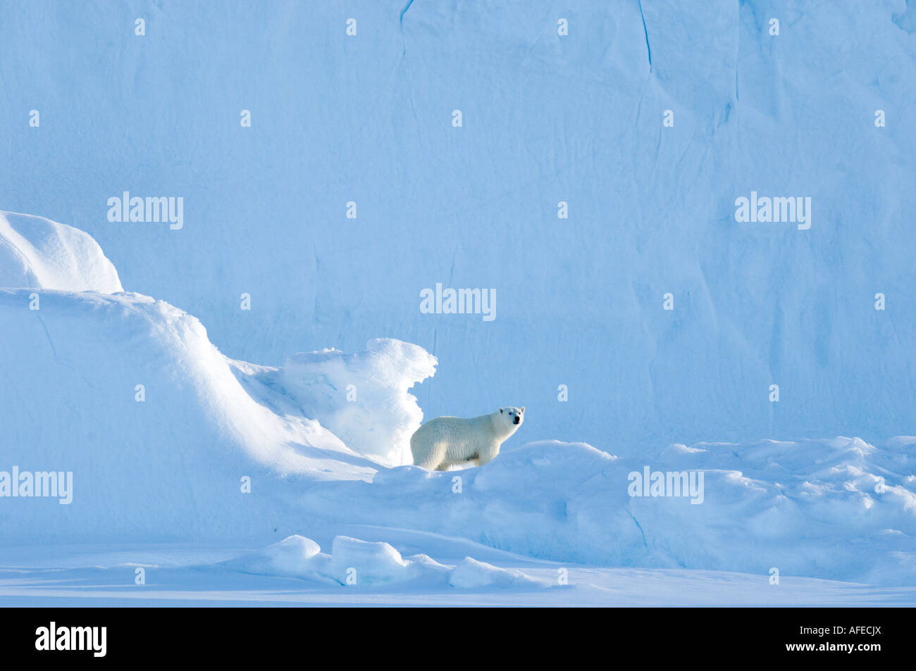 L'ours polaire femelle debout et parfumer l'air en face de l'iceberg Banque D'Images