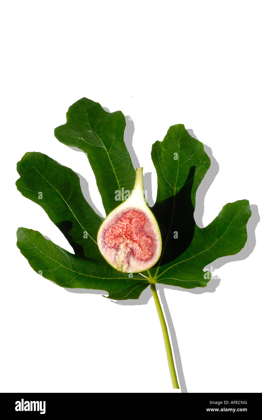 Latin, Ficus carica. Commun, Commun Figuier, Brown Turquie Fig. Un fruit- fig - réduit de moitié dans un contexte d'une feuille Banque D'Images