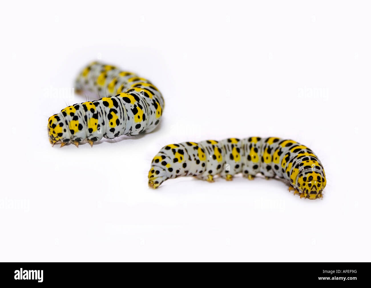 Deux chenilles Banque D'Images