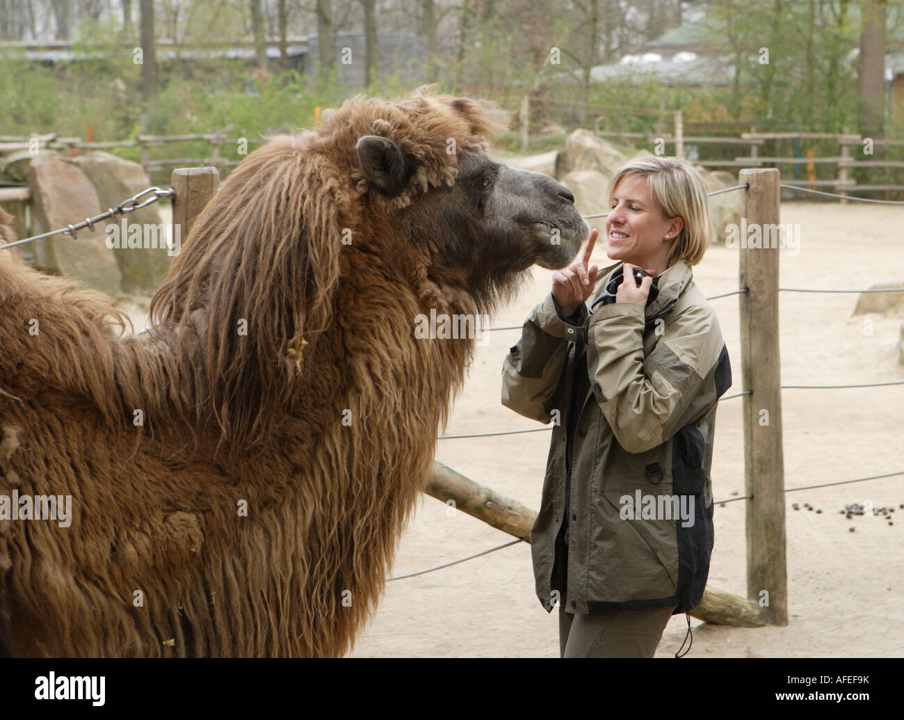 Le zoo vétérinaire du zoo Allwetterzoo Dr Sandra Silinski avec les chameaux de Bactriane Banque D'Images