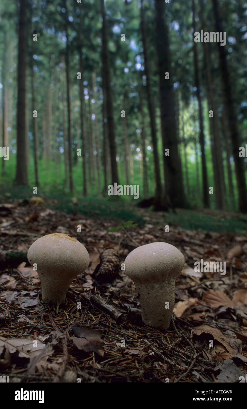 Handkea excipuliformis dans son habitat forestier. Banque D'Images