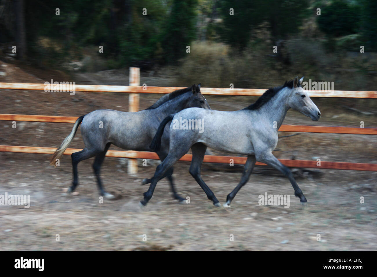 Deux jeunes chevaux qui courent dans un boîtier Banque D'Images