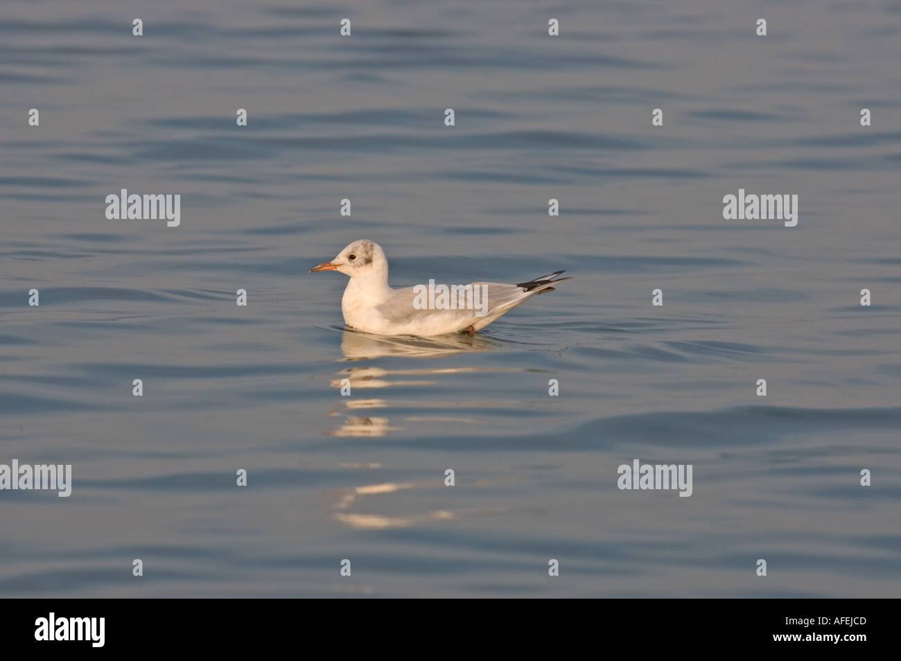 Mouettes sur le lac de Constance (Bodensee), Bad Herrenalb Baden-württemberg Allemagne Juillet 2004 Banque D'Images