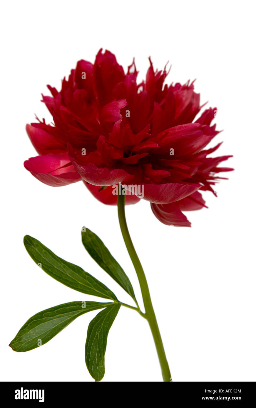 Pivoine à fleurs rouges Banque D'Images